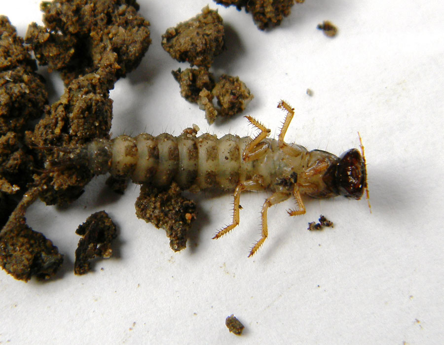 Larva di Ocypus sp.
